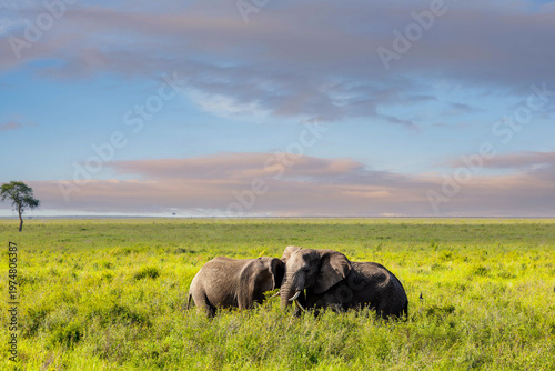 Zwei Afrikanische Elefanten in der Serengeti zum Sonnenaufgang