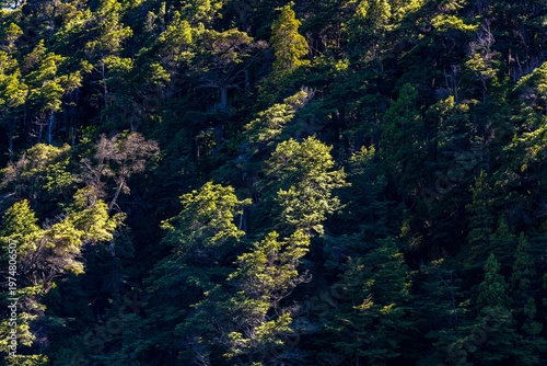 A detailed view of native trees and foliage shows the contrast between light and shade in a forest in Bariloche, Argentina.