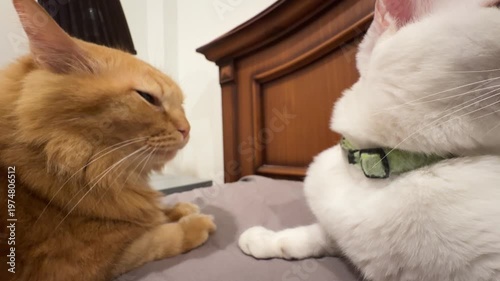 Two Cats Bonding and Grooming Each Other on Bed