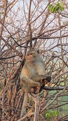 Long-tailed Macaque, Macaca fascicularis, on tree in forest.