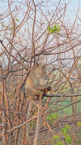 Long-tailed Macaque, Macaca fascicularis, on tree in forest.