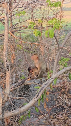 Long-tailed Macaque, Macaca fascicularis, on tree in forest.