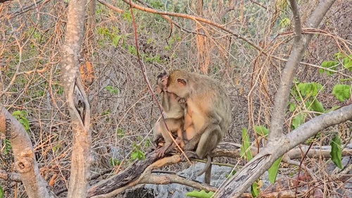 Long-tailed Macaque, Macaca fascicularis, on tree in forest.