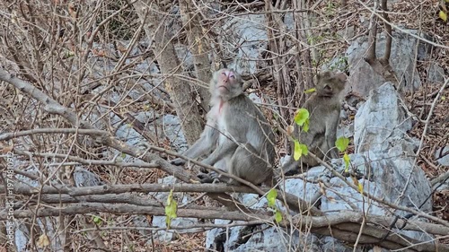 Long-tailed Macaque, Macaca fascicularis, on tree in forest.