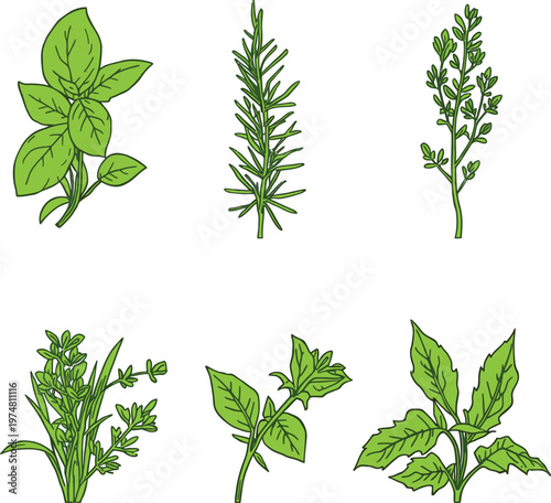 Illustrations of various medicinal and aromatic herbs with distinct leaf structures