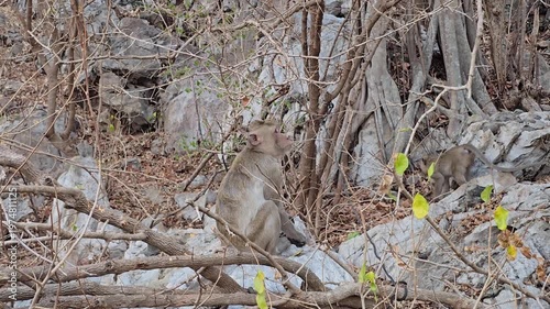 Long-tailed Macaque, Macaca fascicularis, on tree in forest.