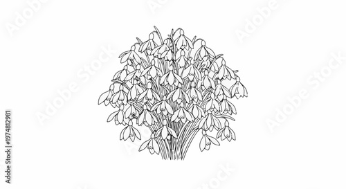 A detailed line drawing of a cluster of delicate snowdrop flowers