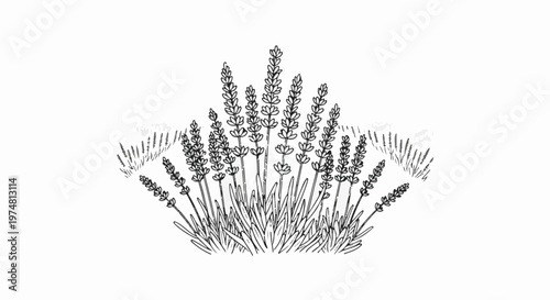 A sketch of lavender sprigs with tall spiky blooms and leafy stems