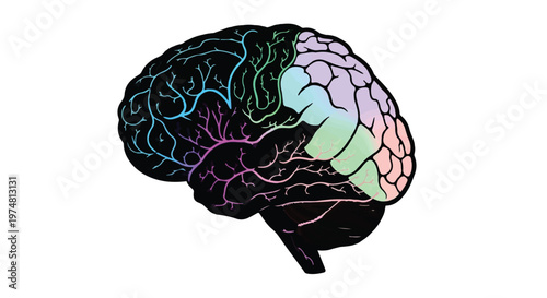 Human brain illustration isolated on white background showing anatomy and cerebellum in 3D style