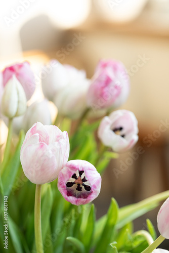 Wallpaper Mural Close-up of pink and white tulips with soft, dreamy bokeh in the background. Delicate petals, fresh green stems, and gentle natural light create a serene spring floral portrait. Torontodigital.ca