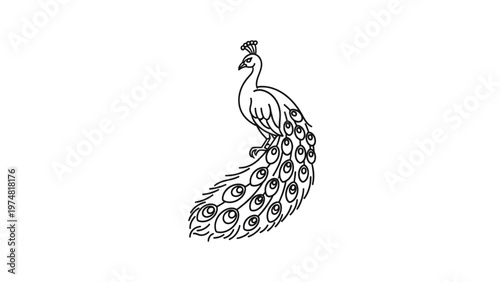 Peacock Bird Animal Illustration.
