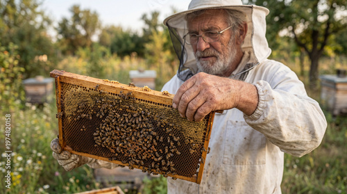 Beekeeper inspects a honeycomb frame in the apiary during the late afternoon in a rural area
