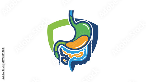 Human Digestive System Anatomy Illustration.