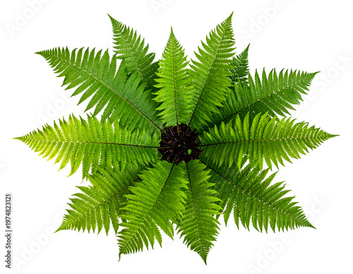 Vibrant green fronds arranged in a starburst pattern