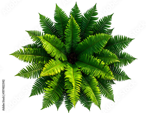 Lush green fern fronds arranged in a starburst pattern