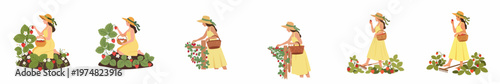 Set of flat vector illustrations of a woman in a yellow dress harvesting strawberries in a garden