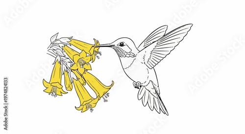 A delicate drawing of a hummingbird with its beak in a cluster of yellow trumpet flowers