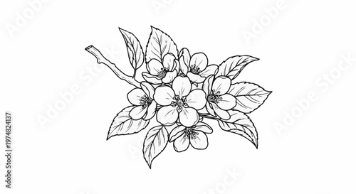 Delicate line drawing of blooming apple tree branches with leaves