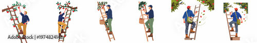 Set of flat illustrations showing a man picking red apples from a tree while standing on a wooden ladder in an orchard.