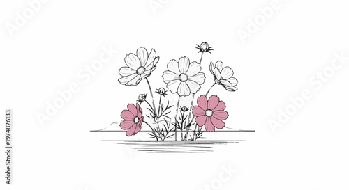 Hand-drawn sketch of blooming cosmos flowers with two pink and four white petals