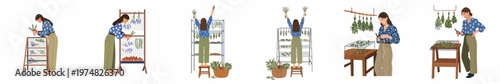 Set of flat vector illustrations depicting a woman harvesting, hanging, and drying fresh aromatic herbs like lavender and rosemary on racks.