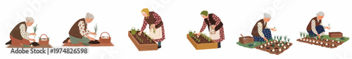 Flat vector illustration set of elderly women gardening, planting garlic bulbs in raised beds and garden soil with baskets and traditional tools.