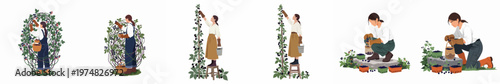 Collection of flat vector illustrations depicting women picking and harvesting fresh blackberries in a garden or farm setting, using baskets and buckets.