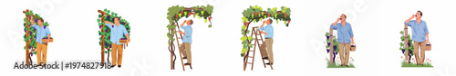 Set of flat vector illustrations of a male farmer harvesting and tasting fresh grapes in a vineyard during the autumn season.
