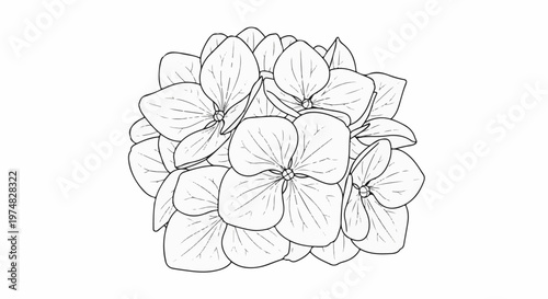 Detailed line art illustration of a cluster of hydrangeas on a white background