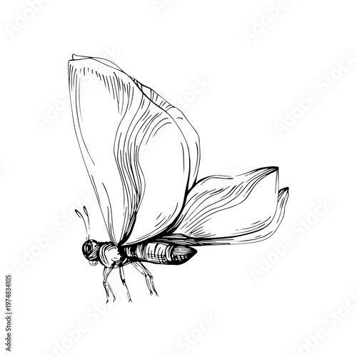 Detailed butterfly illustration with wings closed side profile.