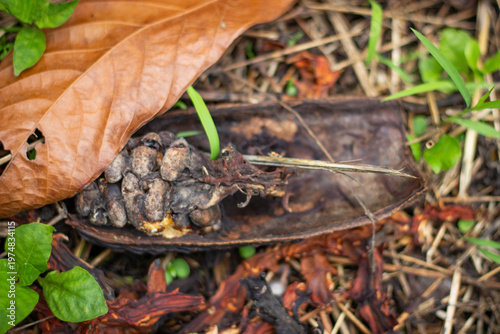 фотографія Decomposing cocoa pod with visible cacao beans resting on the forest floor, surr