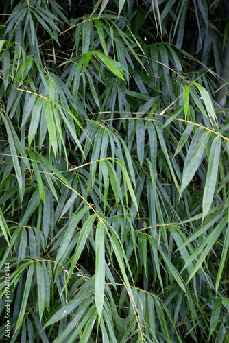 Lush green bamboo leaves forming a dense, natural wall, showing botanical patterns and organic textures, suitable as a tranquil background or tropical forest element