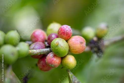 Coffee cherries showing various stages of ripeness from green to red, growing on a plant branch at a coffee plantation, representing the natural cycle of coffee farming