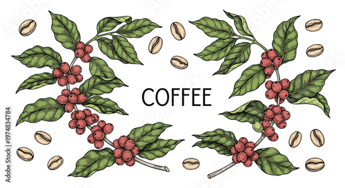 Hand-drawn coffee branch illustration features clusters of red berries and green leaves with scattered roasted beans.