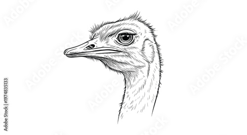 Detailed hand drawn black and white line art illustration of an ostrich head looking sideways on a white background.