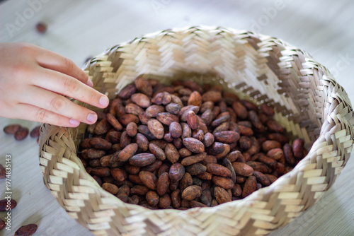 woman's hand reaching towards a woven basket overflowing with dried raw cocoa beans, representing the early stage of chocolate production and organic harvesting process