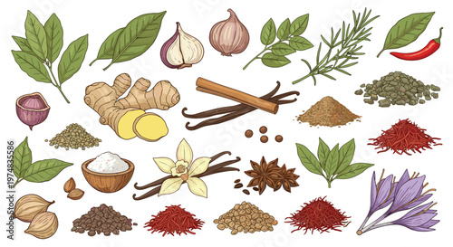 Comprehensive collection of culinary spices and herbs including garlic ginger cinnamon star anise and vanilla on a white background.