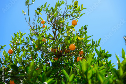 Ripe oranges and green fruits on citrus tree against clear blue sky. Organic farming, healthy food and Mediterranean garden concept. Fresh orange tree branch in sunny summer orchard. Citrus background