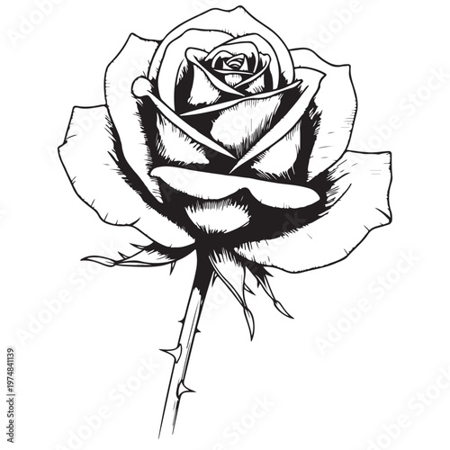 Obraz na płótnie Detailed Black and White Line Art Illustration of a Single Rose with Stem and Th