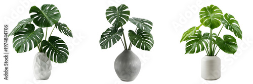 set of monsterra plants, indoor plants with big green leaves in a modern vase, png, isolated on transparent background, perfect for interior design