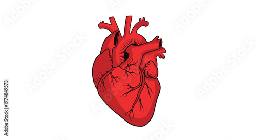 Detailed anatomical illustration of a human heart showing major veins and arteries for medical, health, and biological education.