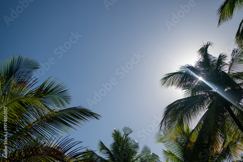 Low angle view of palm trees against skyline