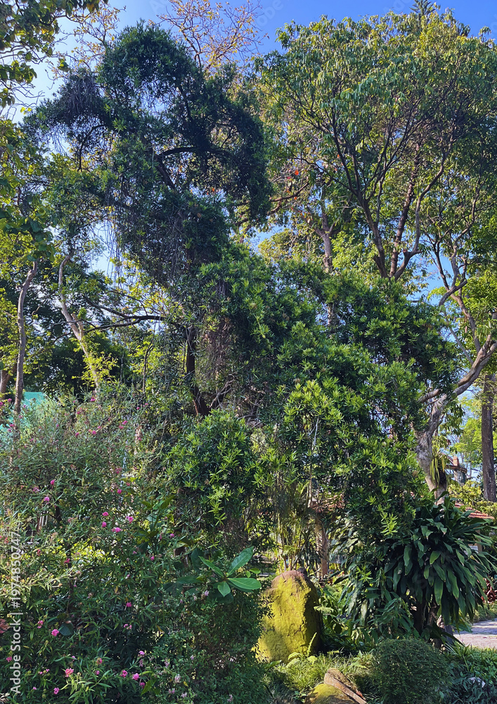 Fototapeta premium Podocarpus Macrophyllus
