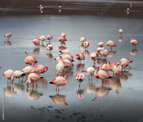 Tableau sur toile FLAMENCOS ANDINO RESERVA EDUARDO ABAROA