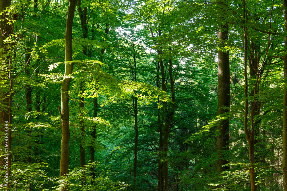 Fototapeta premium Nationalpark Eifel, Nordrhein-Westfalen, Deutschland, Naturschutzgebiet, Buchenwälder, Wald, Renaturierung, Maigrün