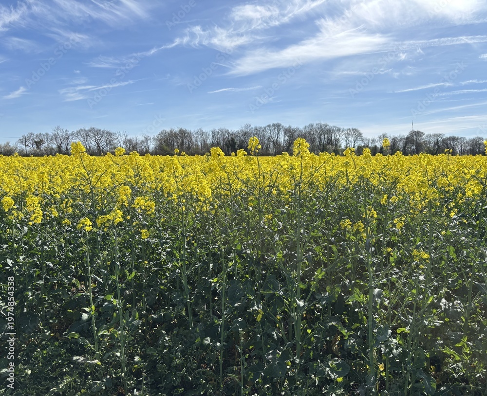 Obraz premium rapeseed field in spring