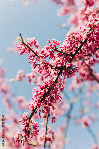 Beautiful pink flowers of Judas Tree (Cercis siliquastrum) in a spring garden. Close up.