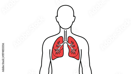 Anatomical illustration of human lungs and respiratory system shown within a male body silhouette on white.