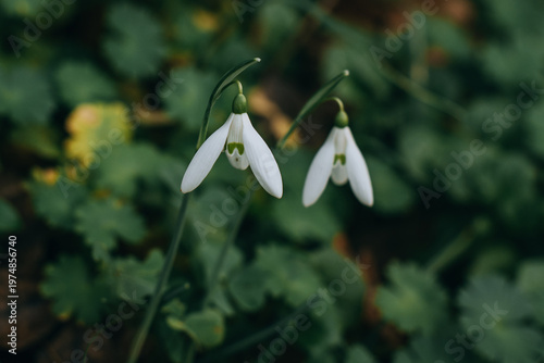 Beautiful flowers of Spring snowdrop in a spring garden. Selective focus.
