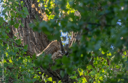 Great Horned Owl on a Nest with Young Owlets